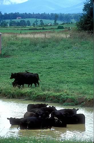 Farm Images